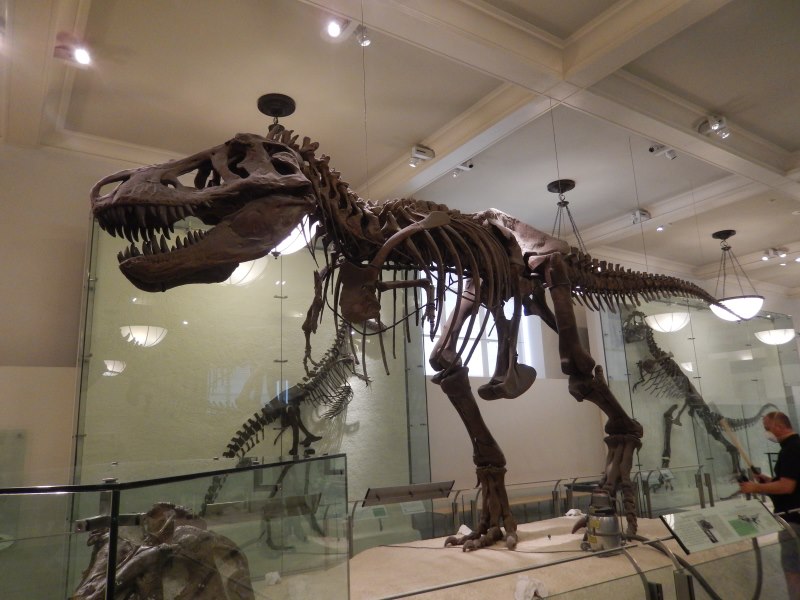 T-Rex skelet