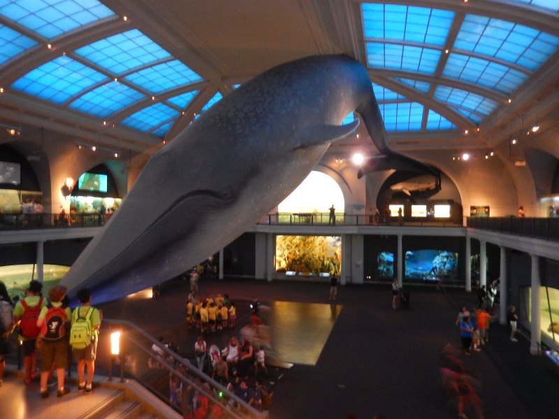een reuze walvis hangt tegen het plafond van de zaal